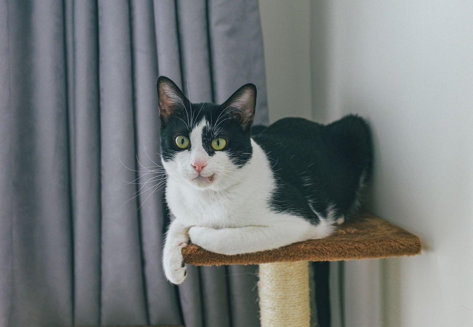 Gato sobre un rascador en casa