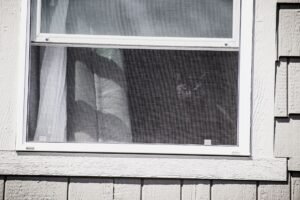 Gato asomado a través de una mosquitera de protección en una ventana