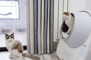 Dos gatos en un salón moderno junto a un arenero cerrado situado al lado de la ventana