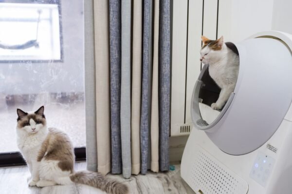Dos gatos en un salón moderno junto a un arenero cerrado situado al lado de la ventana