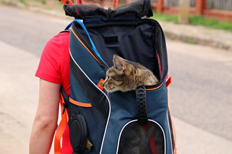 Gato asomando la cabeza desde la parte superior de una mochila de transporte al aire libre