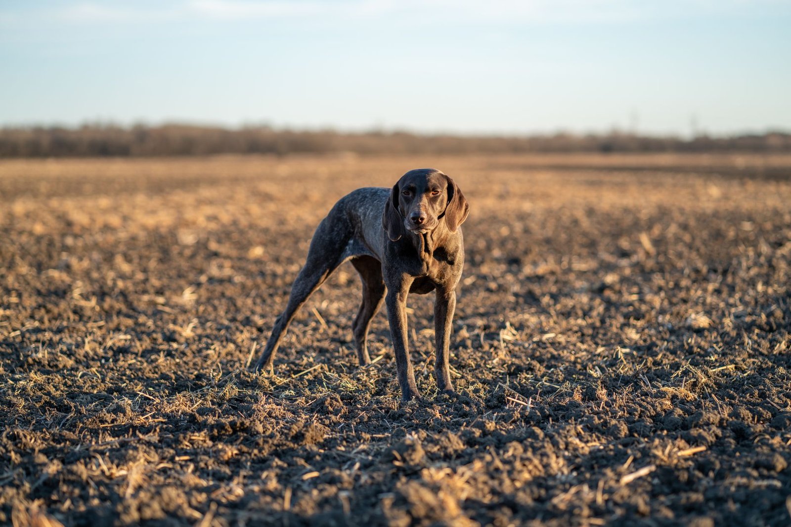 Perro de caza alerta en un campo abierto