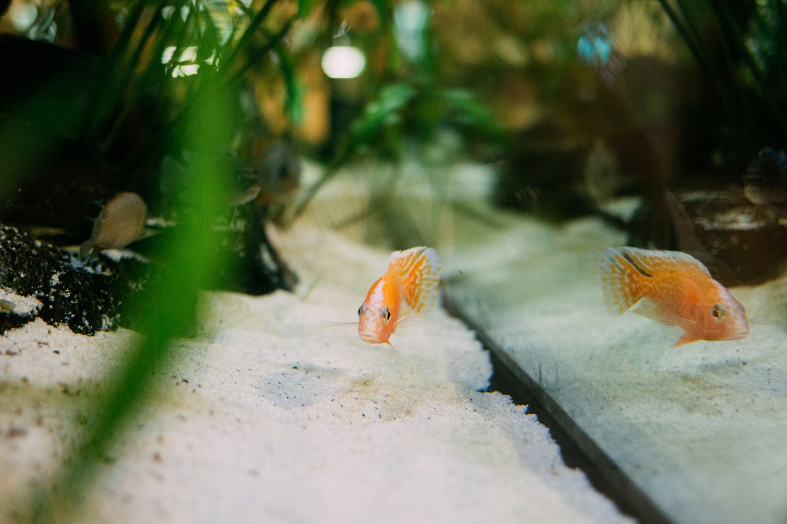 Primer plano de un pez cíclido nadando sobre sustrato de arena en un acuario de agua dulce