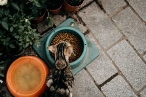 Gato atigrado comiendo pienso seco de un cuenco visto desde arriba