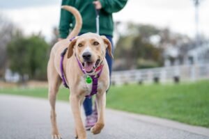 Perro labrador paseando con su dueño por un parque atado con correa