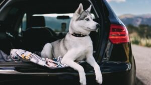 Perro dentro del maletero de un coche listo para viajar
