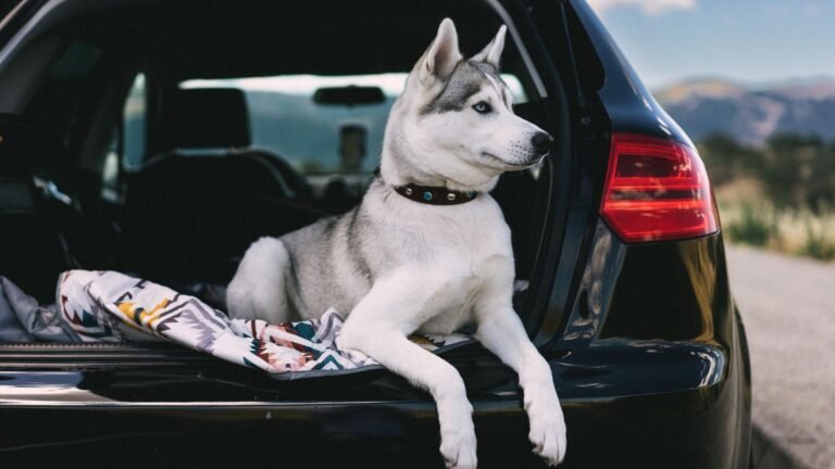Perro dentro del maletero de un coche listo para viajar