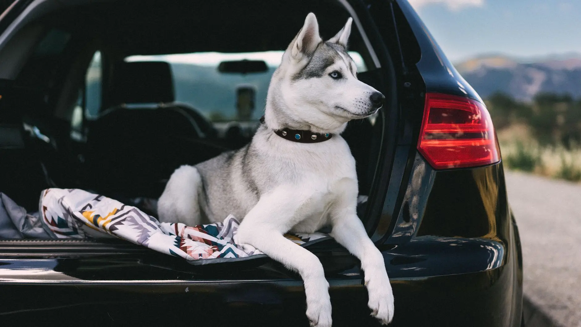 Perro dentro del maletero de un coche listo para viajar