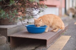 Gato jengibre bebiendo agua de un barreño azul