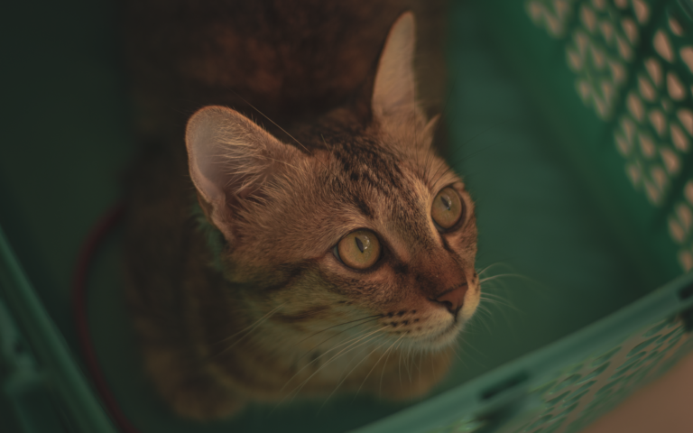Gato curioso dentro de un transportín tipo jaula