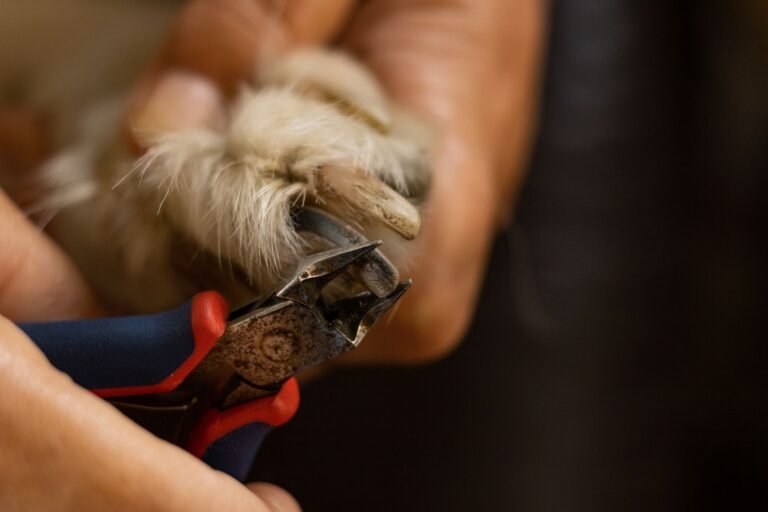 Corte de uñas de un perro con cortaúñas