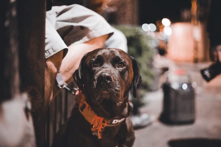 Perro paseando de noche por una calle urbana, contexto de seguridad y visibilidad nocturna