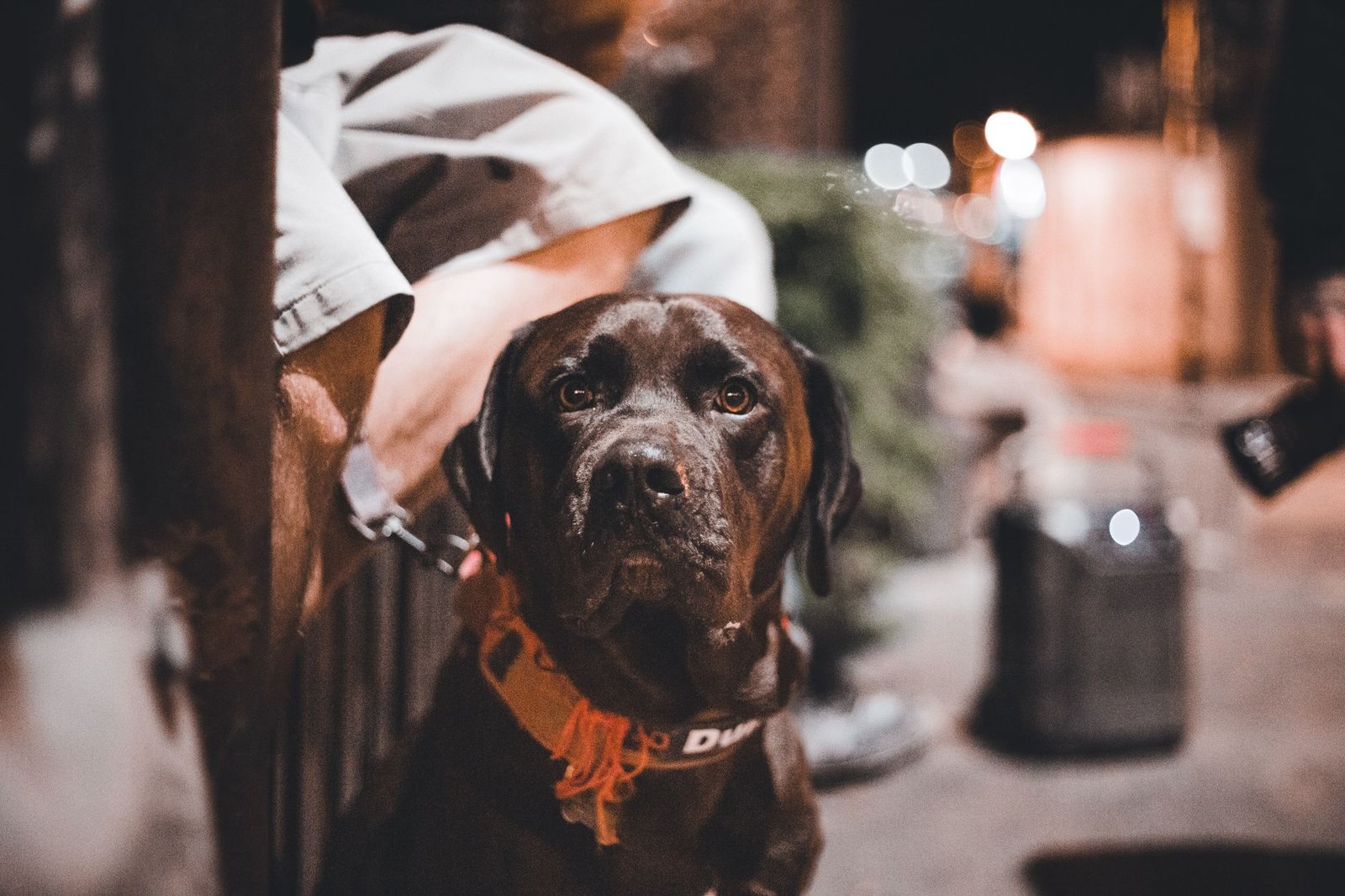 Perro paseando de noche por una calle urbana, contexto de seguridad y visibilidad nocturna