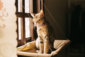 Gato tumbado al sol en una hamaca colgante junto a la ventana