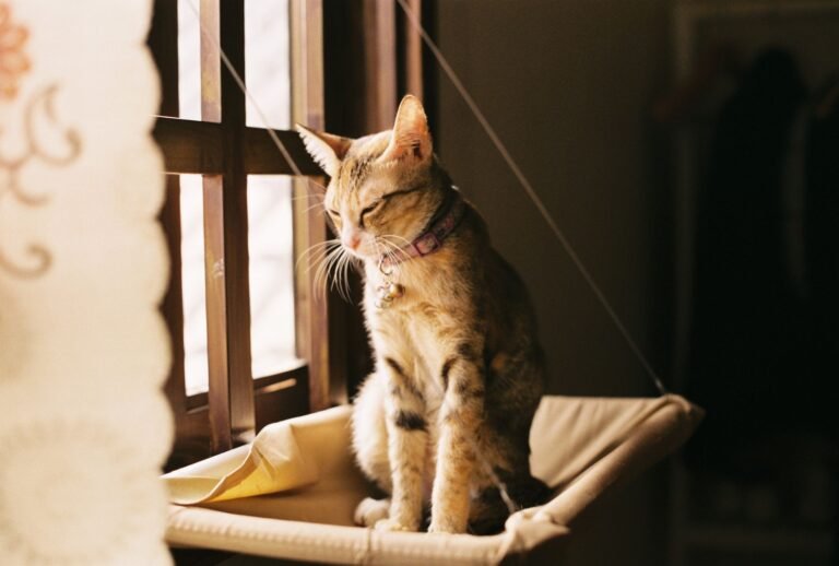 Gato tumbado al sol en una hamaca colgante junto a la ventana