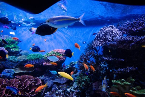 Acuario con corales y peces mantenido con filtro de mochila