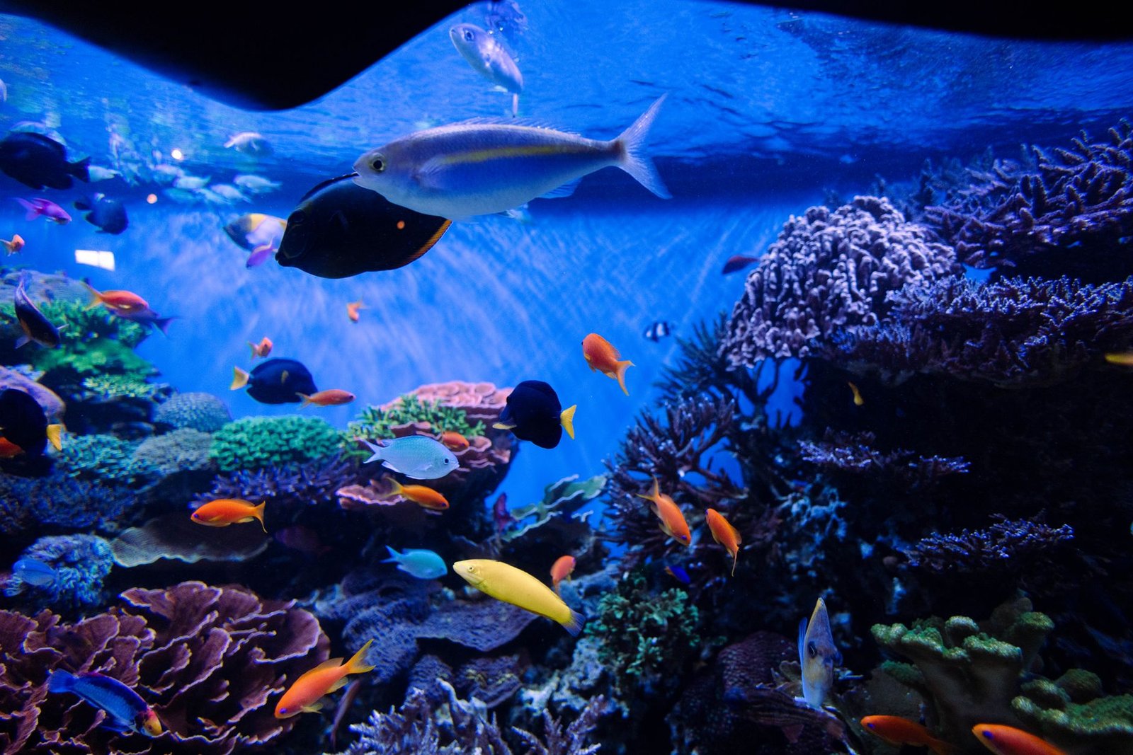 Acuario con corales y peces mantenido con filtro de mochila