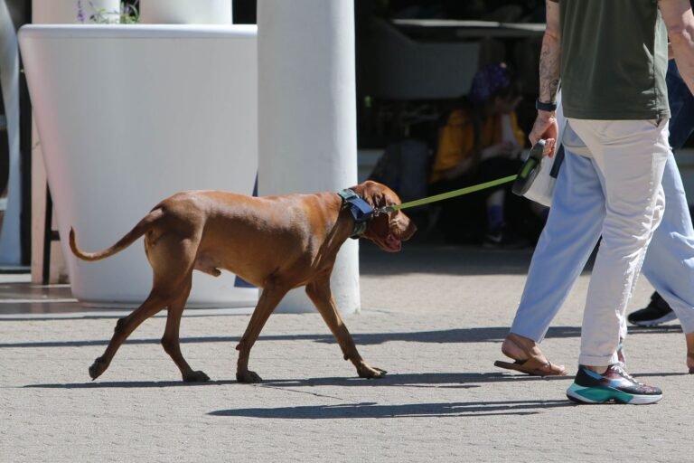 Persona paseando a un perro con collar en un parque soleado