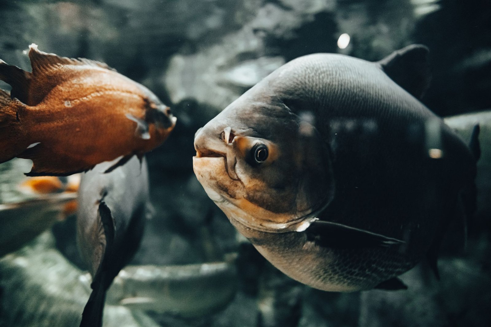 Acuario tropical iluminado con peces, ejemplo del rango de temperatura que mantiene un calentador