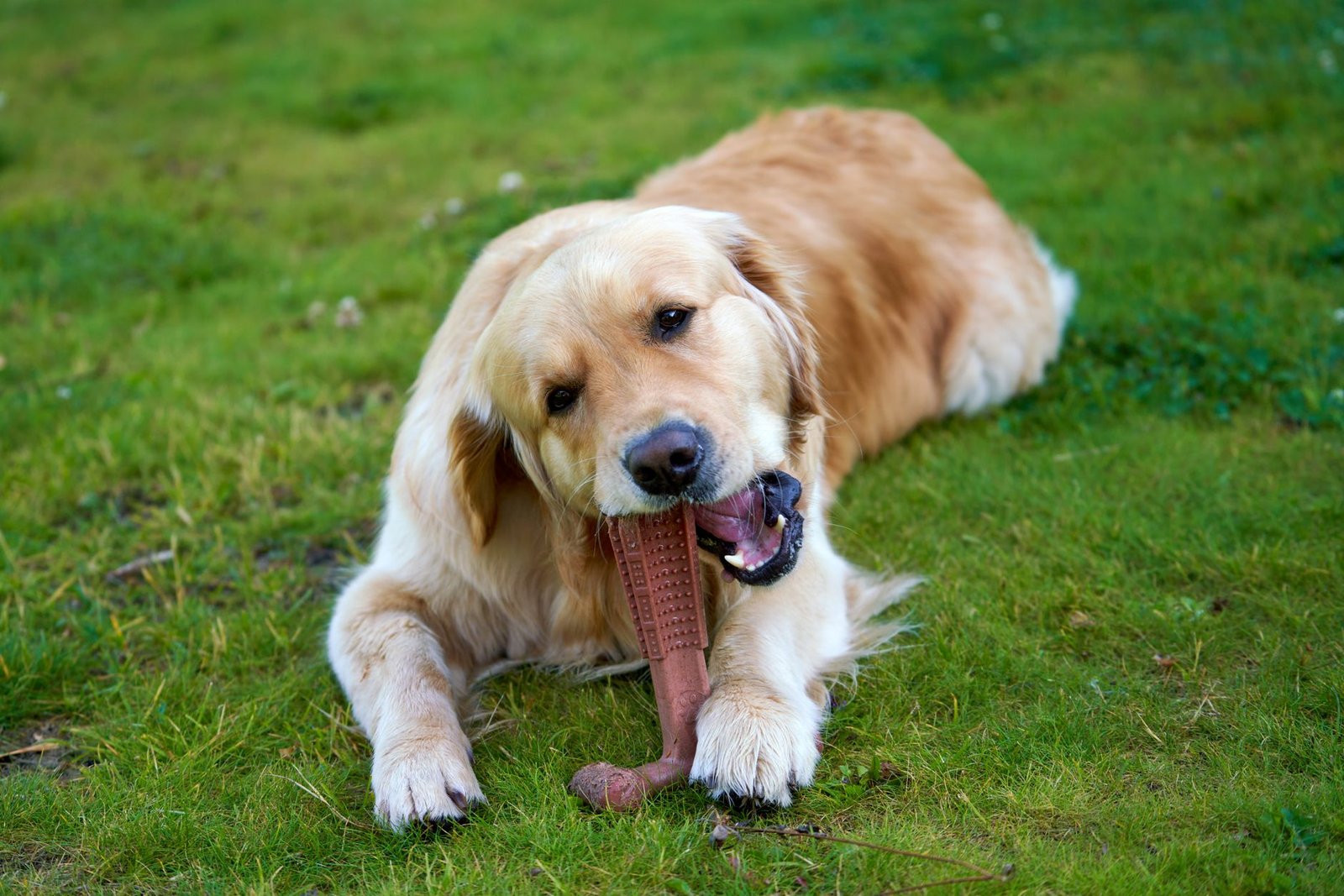 Golden retriever mordiendo un juguete sobre el césped