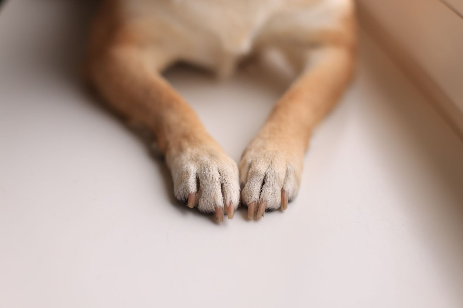 Primer plano de las patas de un perro sobre una superficie clara