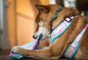 Shiba Inu jugando en casa con un juguete de colores