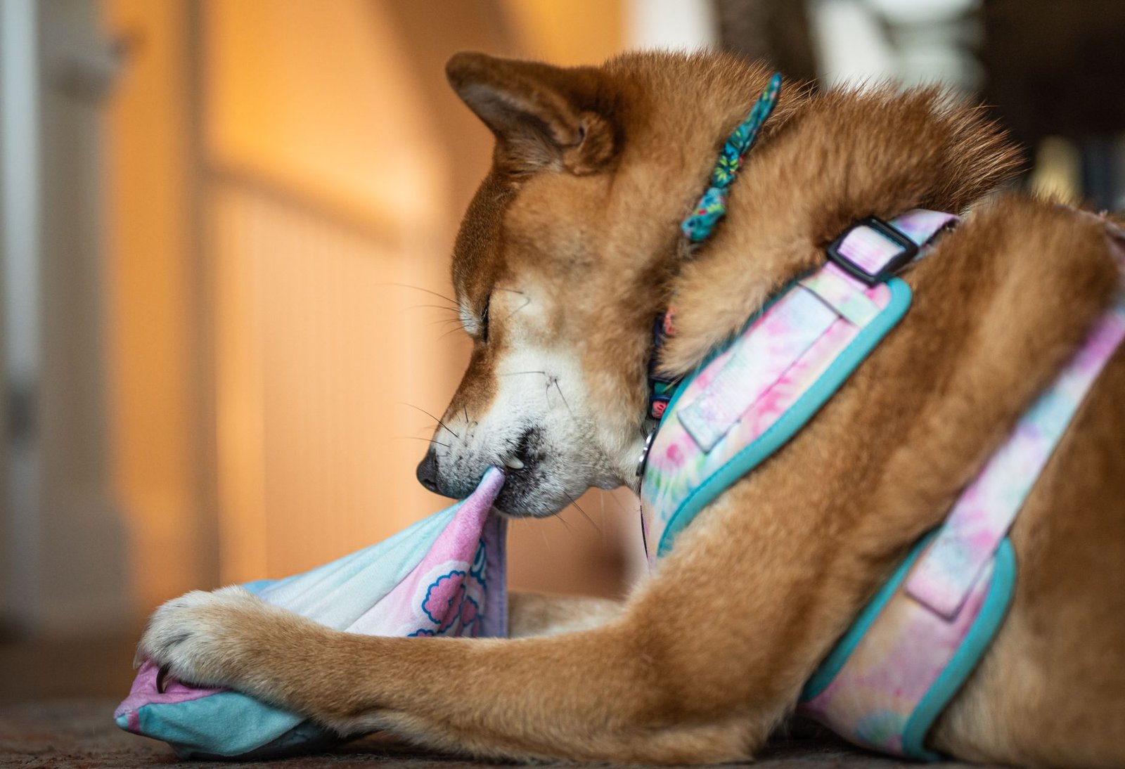 Shiba Inu jugando en casa con un juguete de colores