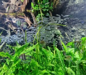 Banco de peces nadando en un acuario de agua dulce con plantas