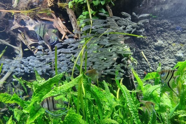 Banco de peces nadando en un acuario de agua dulce con plantas