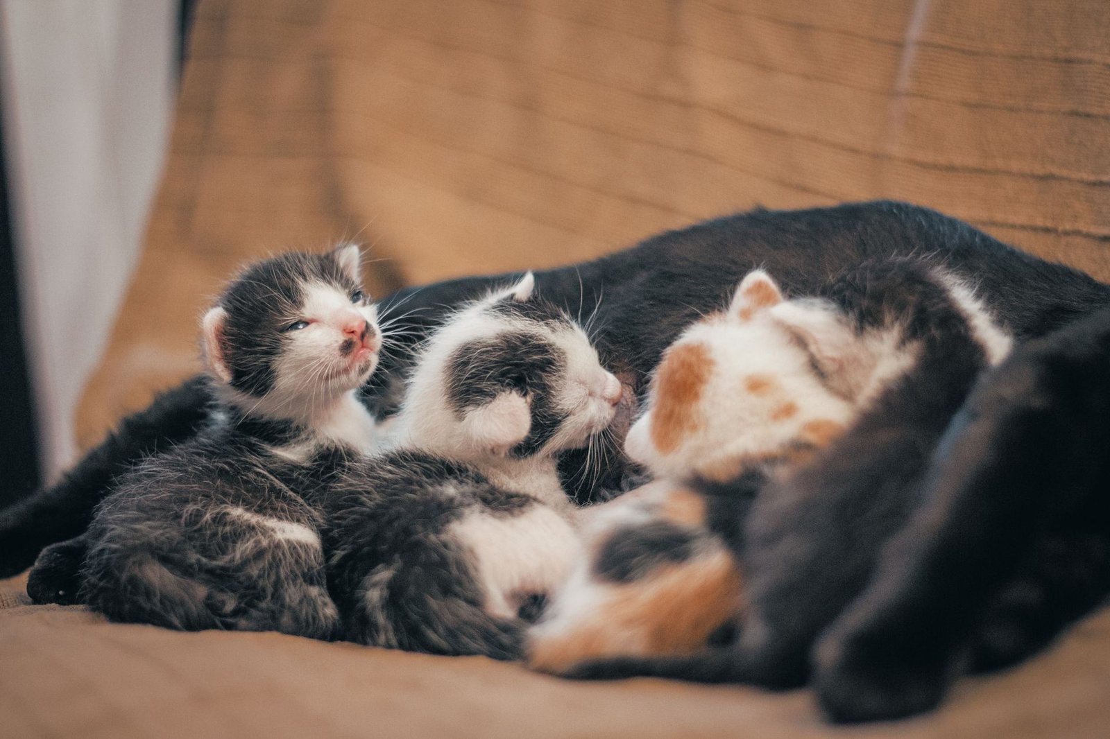 Camada de gatitos recién nacidos acurrucados sobre una manta
