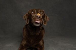 Labrador chocolate lamiendo mantequilla de cacahuete de una alfombrilla de lametón