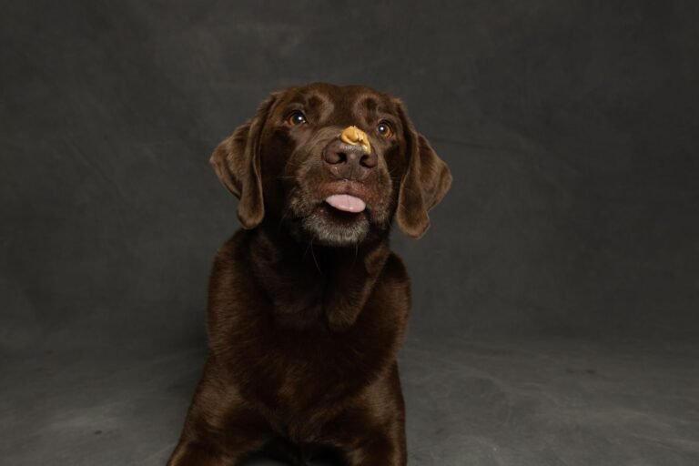 Labrador chocolate lamiendo mantequilla de cacahuete de una alfombrilla de lametón