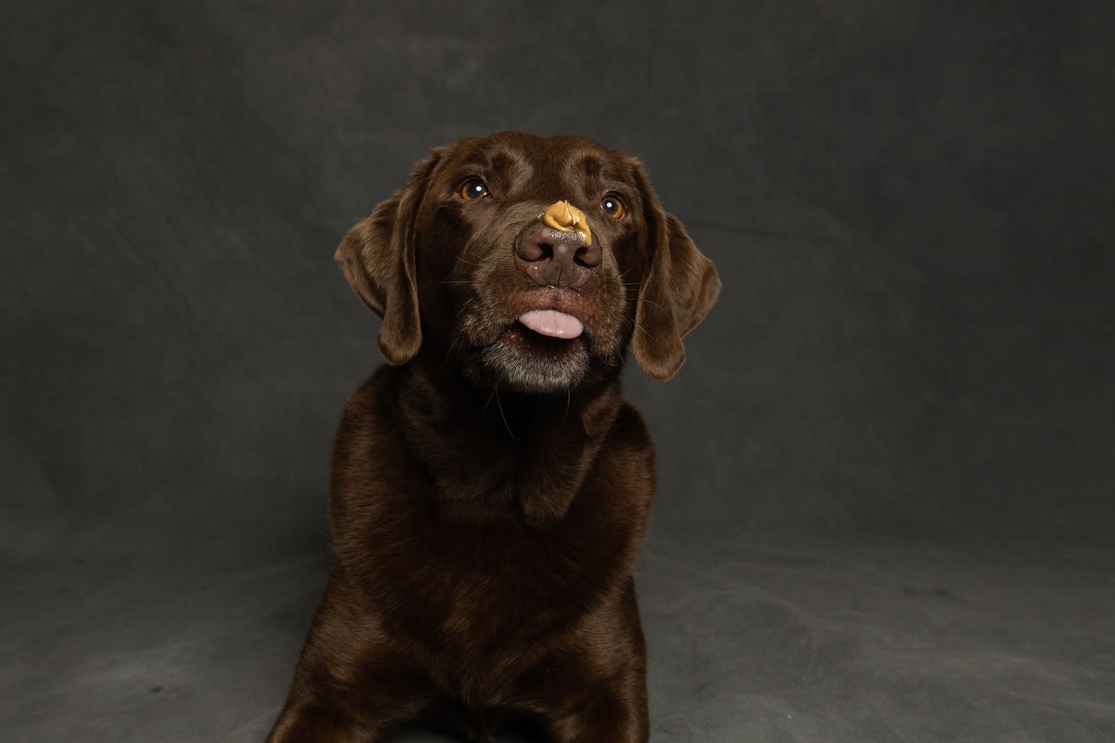 Labrador chocolate lamiendo mantequilla de cacahuete de una alfombrilla de lametón