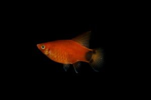 Pez espada nadando sobre un fondo negro liso de acuario