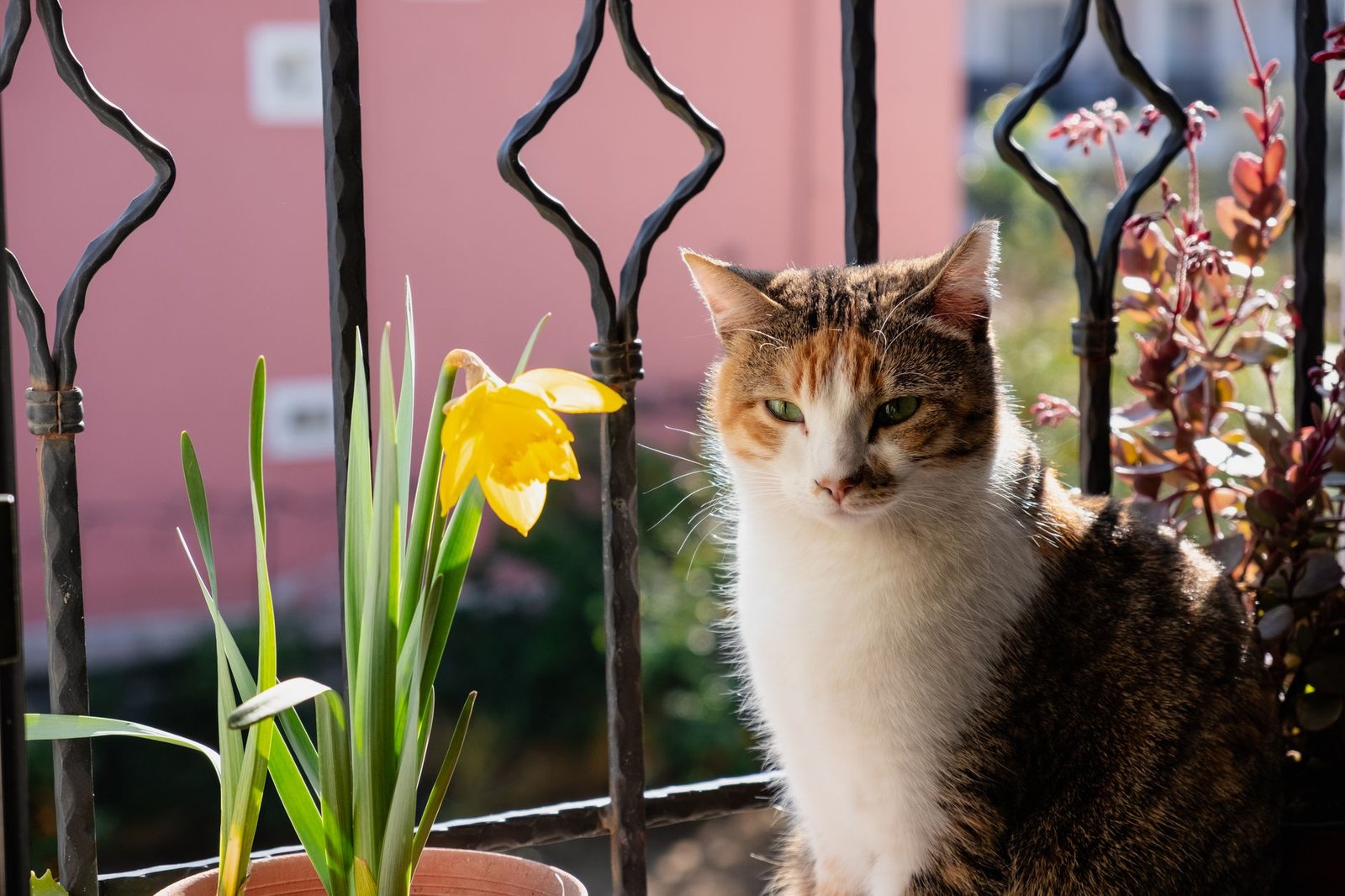 Gato tricolor disfrutando de un balcón protegido junto a plantas
