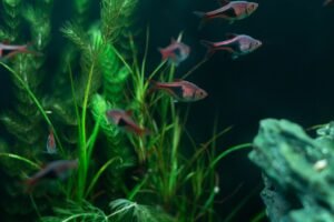 Acuario de agua dulce con plantas verdes y peces, agua limpia y filtrada
