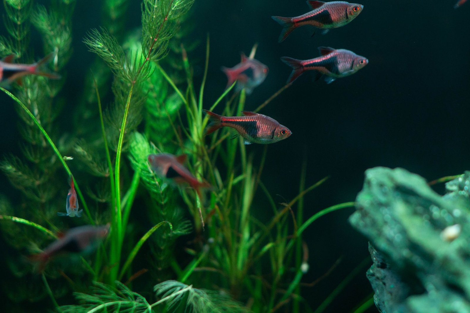 Acuario de agua dulce con plantas verdes y peces, agua limpia y filtrada