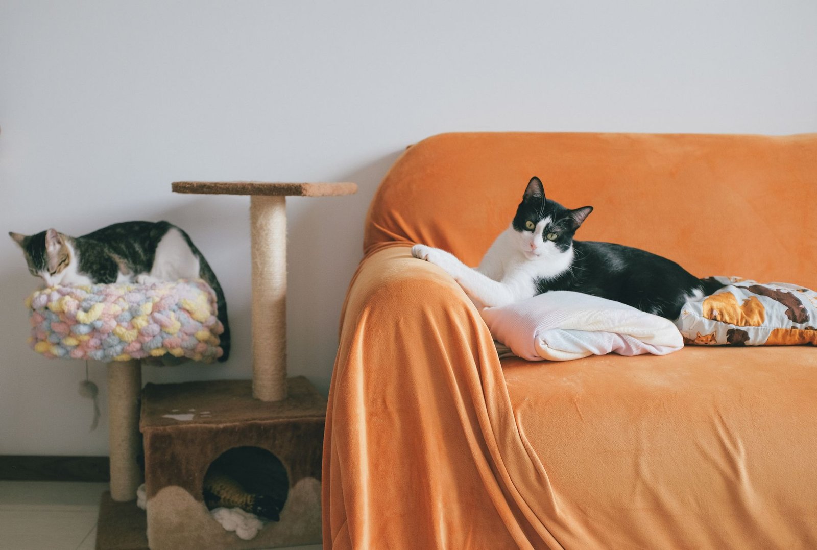 Gatos junto a un rascador cerca del sofá en un salón
