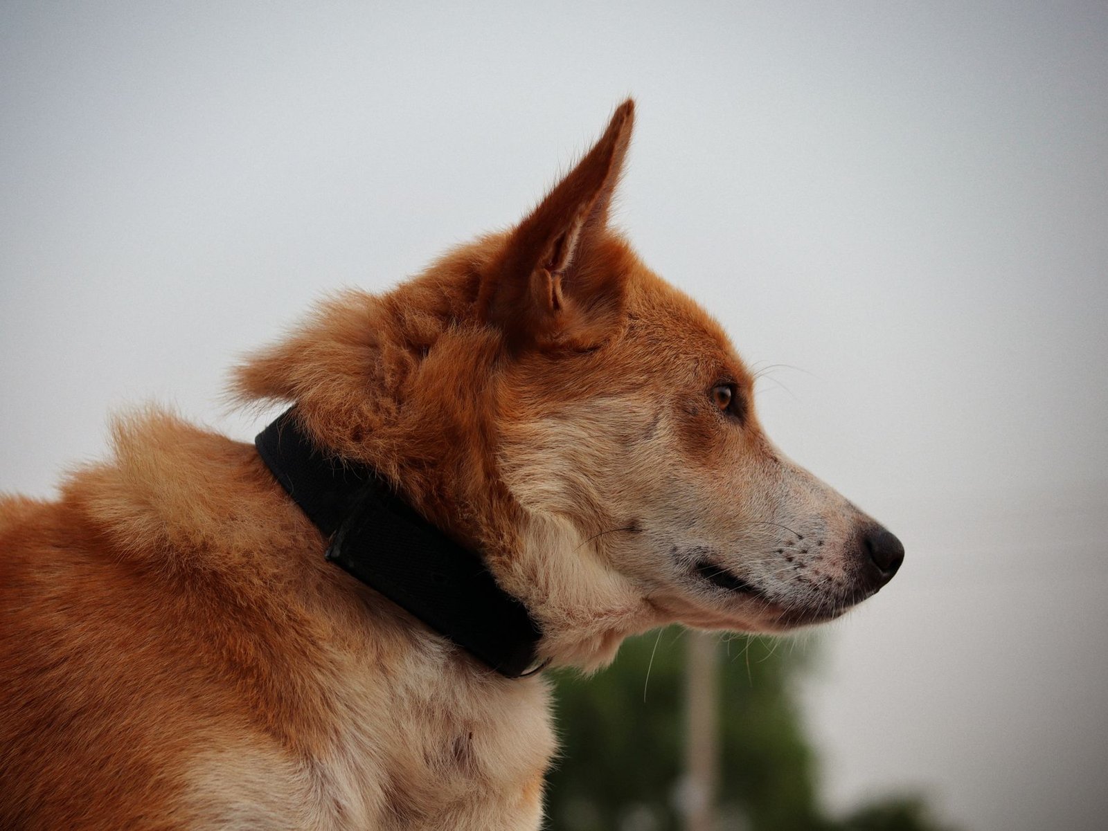 Perfil de un perro marrón con collar plano de nailon