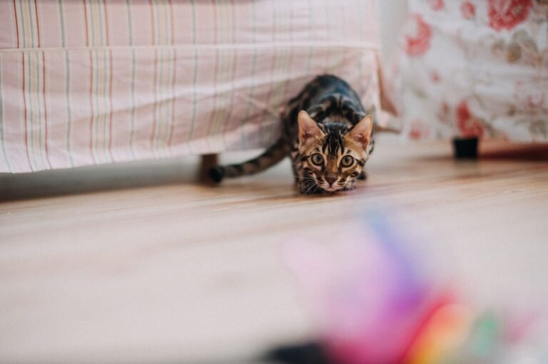 Gato bengalí agachado y concentrado en un juguete de colores sobre el suelo