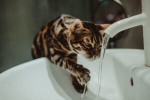 Gato bebiendo agua corriente del grifo del baño
