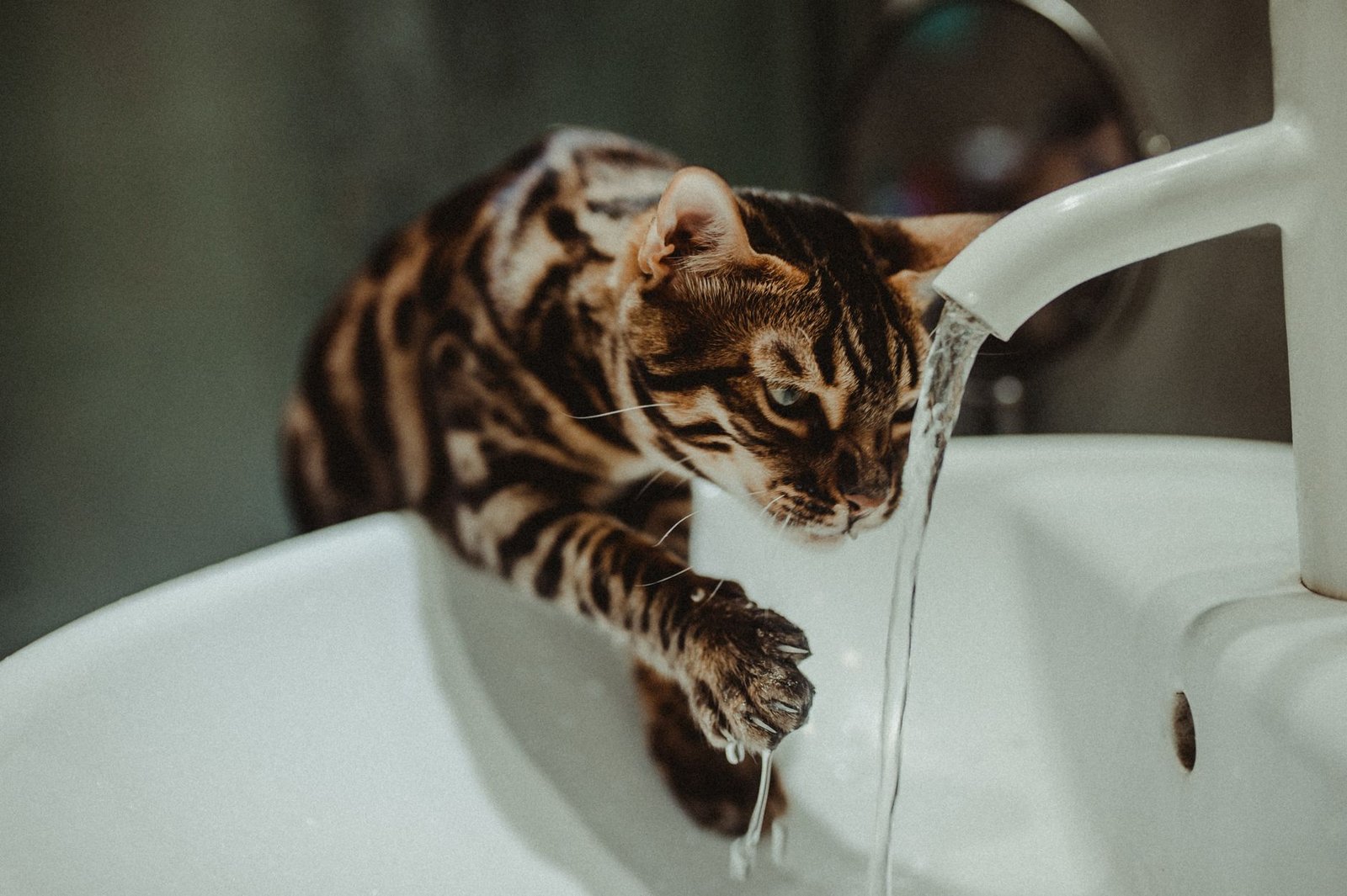 Gato bebiendo agua corriente del grifo del baño