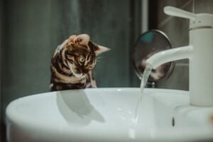 Gato bengalí observando agua corriendo de un grifo en el baño