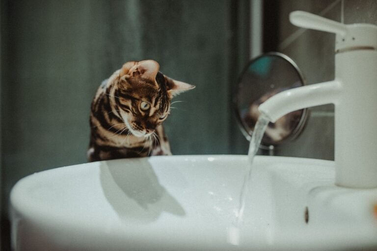 Gato bengalí observando agua corriendo de un grifo en el baño