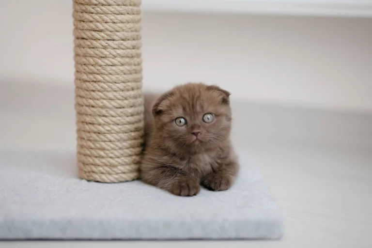 Gatito marrón junto a un rascador de sisal en interior