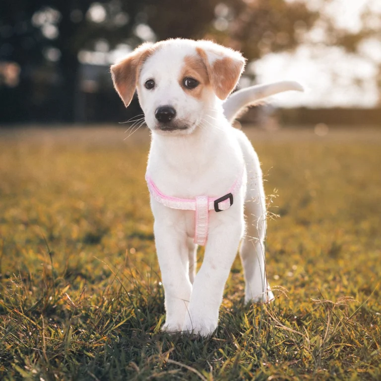 Cachorro con arnés rosa disfrutando de un día soleado al aire libre