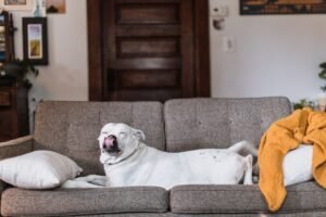 Perro blanco tumbado en un sofá gris en el salón