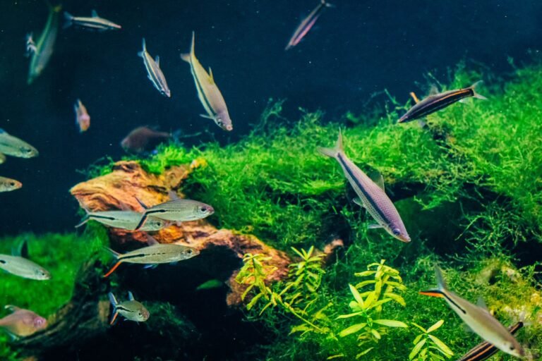 Acuario colorido con peces nadando entre plantas y rocas