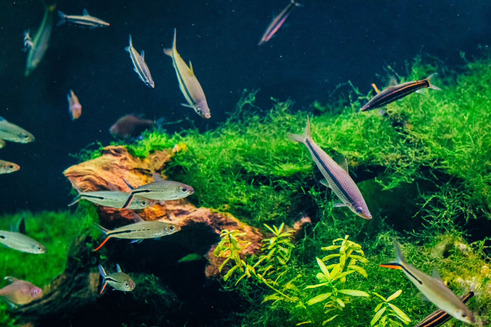 Acuario colorido con peces nadando entre plantas y rocas