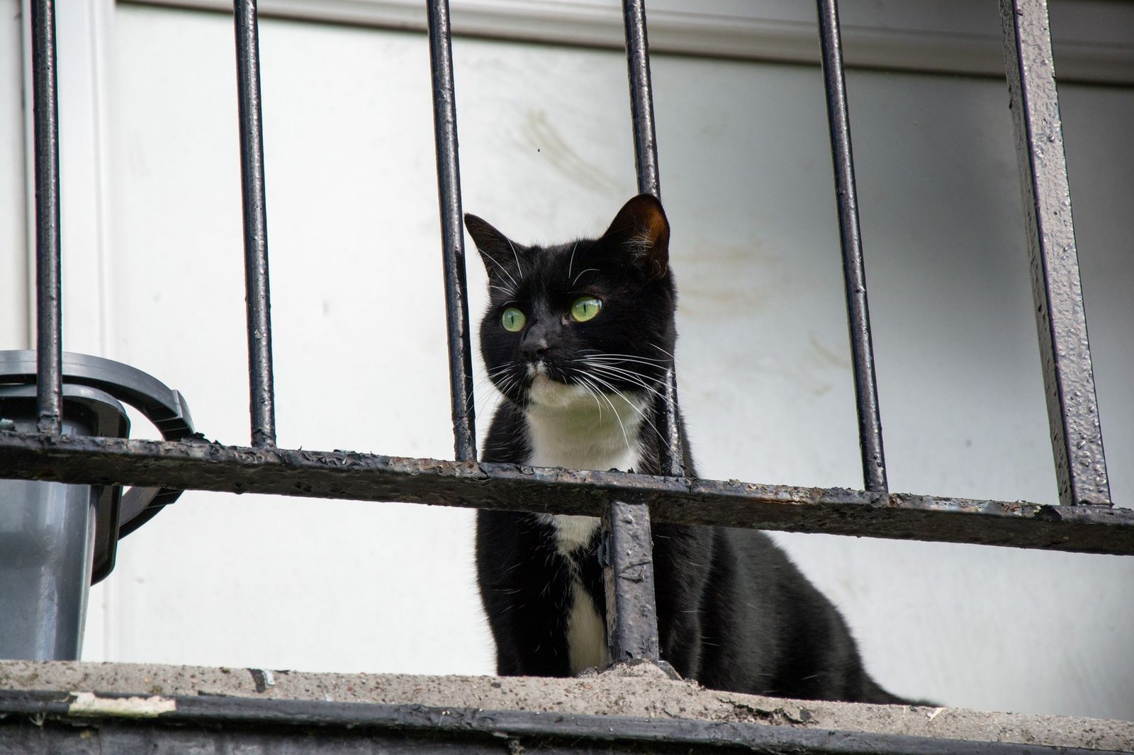 Gato curioso asomado entre los barrotes de la barandilla de un balcón